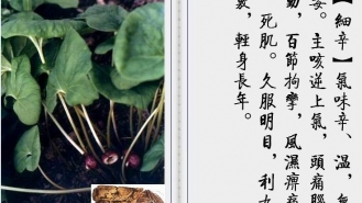 细辛